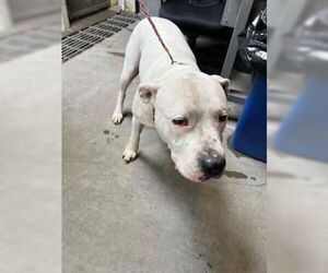 Dogo Argentino Dogs for adoption in Stockton, CA, USA