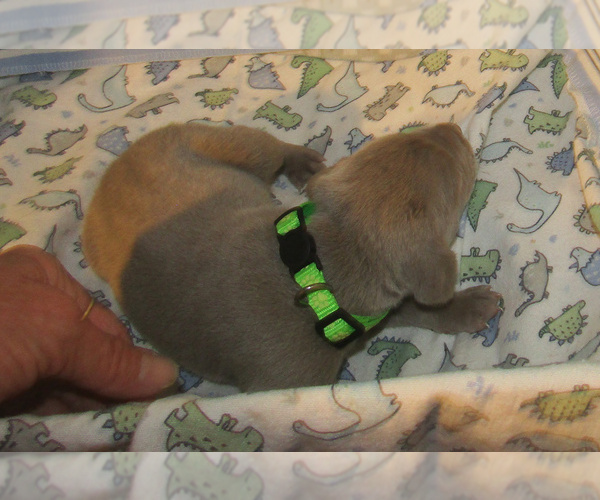 Medium Photo #4 Weimaraner Puppy For Sale in LAS ANIMAS, CO, USA