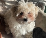 Small #25 Maltipoo (Miniature)