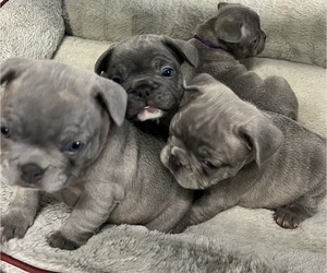 French Bulldog Puppy for sale in LOUISVILLE, KY, USA