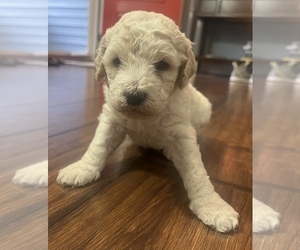 Poodle (Standard) Puppy for sale in HOPE MILLS, NC, USA