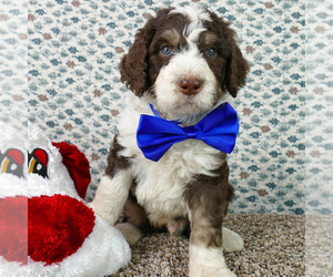 Bernedoodle Puppy for sale in ROY, UT, USA