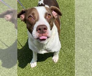 Mutt Dogs for adoption in Fayetteville, NC, USA