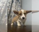 Small #76 Pembroke Welsh Corgi