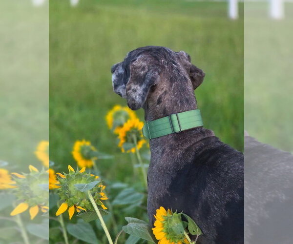 Medium Photo #10 Great Dane Puppy For Sale in Bullard, TX, USA