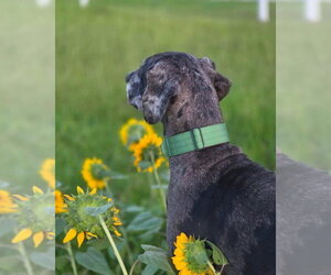 Peeta - Male Great Dane Dog for Adoption - Photo #10