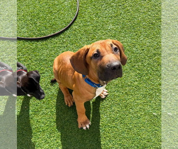 Medium Photo #3 Brazilian Mastiff Puppy For Sale in Jasper, AL, USA