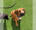 Small #2 Brazilian Mastiff