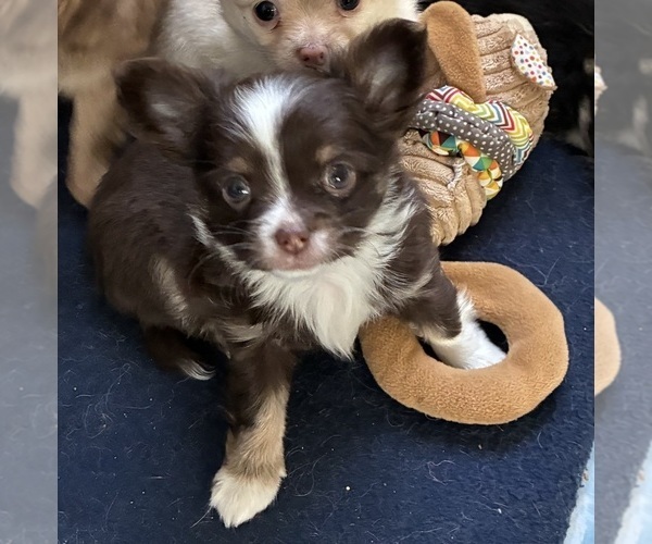 Medium Photo #1 Chihuahua Puppy For Sale in NEWVILLE, PA, USA