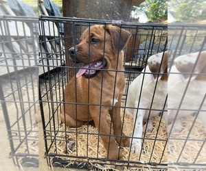 American Bulldog-Rottweiler Mix Puppy for sale in FALLS CHURCH, VA, USA
