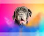 Small Neapolitan Mastiff