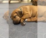 Small Photo #38 Rhodesian Ridgeback Puppy For Sale in KELLER, TX, USA