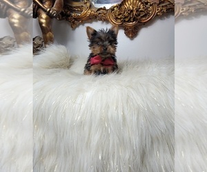 Yorkshire Terrier Puppy for sale in INDIANAPOLIS, IN, USA