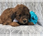Small Photo #3 Aussiedoodle Puppy For Sale in LAKELAND, FL, USA