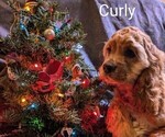 Puppy Curly Cocker Spaniel