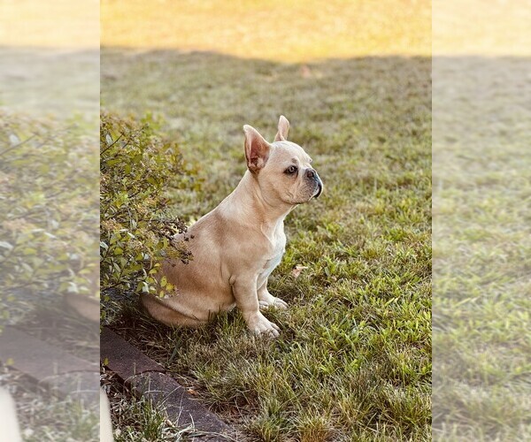 Medium Photo #1 French Bulldog Puppy For Sale in INDEPENDENCE, IA, USA
