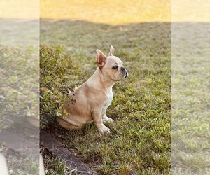 Father of the French Bulldog puppies born on 05/23/2025