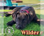 Small #16 Boxer-German Wirehaired Pointer Mix