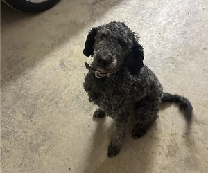 Mother of the Labradoodle puppies born on 03/13/2026