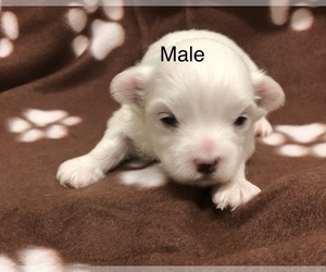 Maltese Puppy for sale in SILEX, MO, USA