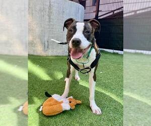 Mutt Dogs for adoption in San Francisco, CA, USA