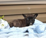 Small #2 French Bulldog