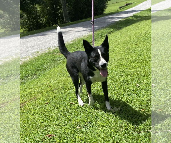 Medium Photo #1 Mutt Puppy For Sale in Sparta, TN, USA