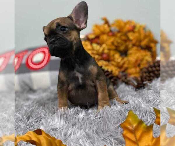Medium Photo #1 French Bulldog Puppy For Sale in ADELAIDE, WA, USA