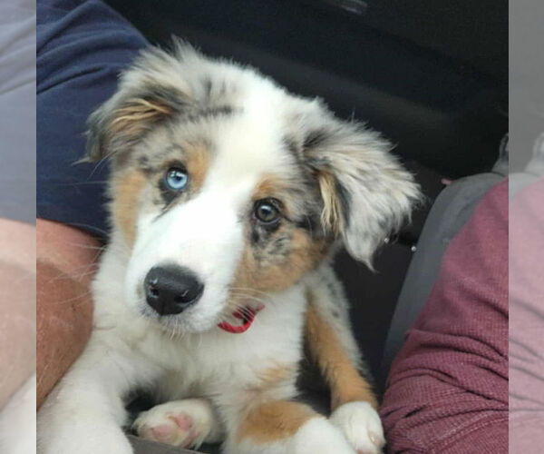 Medium Photo #3 Australian Shepherd-Unknown Mix Puppy For Sale in Grafton, WI, USA