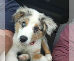 Small #2 Australian Shepherd Mix