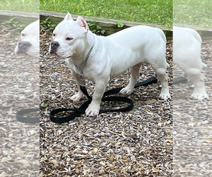 Mother of the American Bully puppies born on 01/03/2023