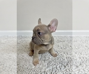 French Bulldog Puppy for sale in CHARLESTON, SC, USA