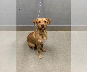 Labrador Retriever-Unknown Mix Dogs for adoption in Las Vegas, NV, USA