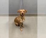 SCOTCH - Male Labrador Retriever-Unknown Mix Dog for Adoption - Small photo