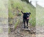 Small #2 Labrador Retriever