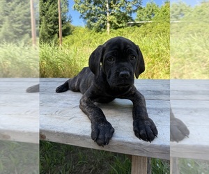 Medium Cane Corso