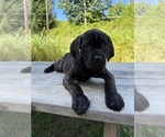 Puppy Puppy 2 Cane Corso