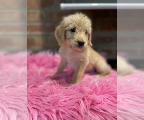 Medium Photo #26 Labradoodle Puppy For Sale in LOS ANGELES, CA, USA
