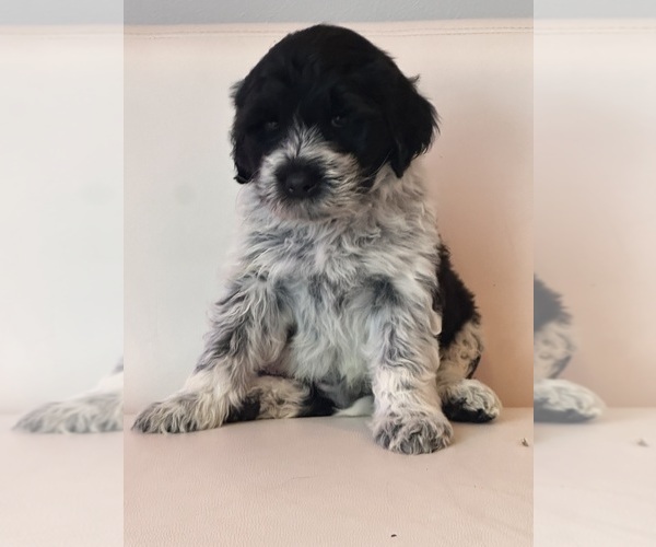 Medium Photo #5 Portuguese Water Dog Puppy For Sale in FALLS CHURCH, VA, USA