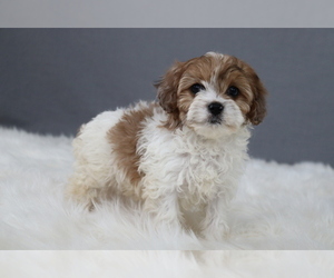 Cavapoo Puppy for sale in WEST SALEM, OH, USA