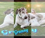 Small #14 Great Dane