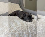 Small #2 French Bulldog