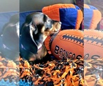 Small Photo #25 Dachshund Puppy For Sale in THORNTON, CO, USA