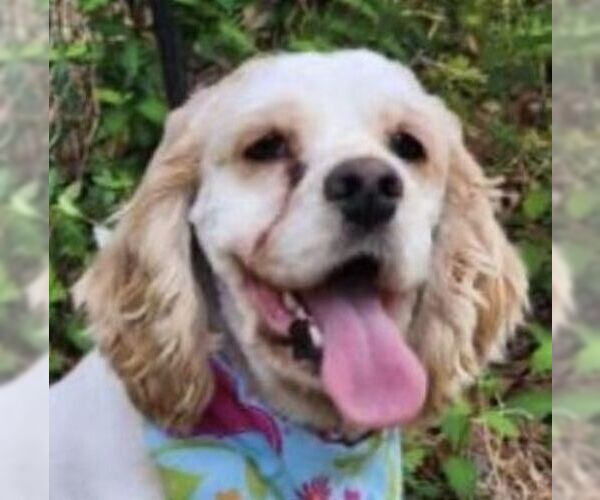 Medium Photo #12 Cocker Spaniel Puppy For Sale in Arlington, VA, USA