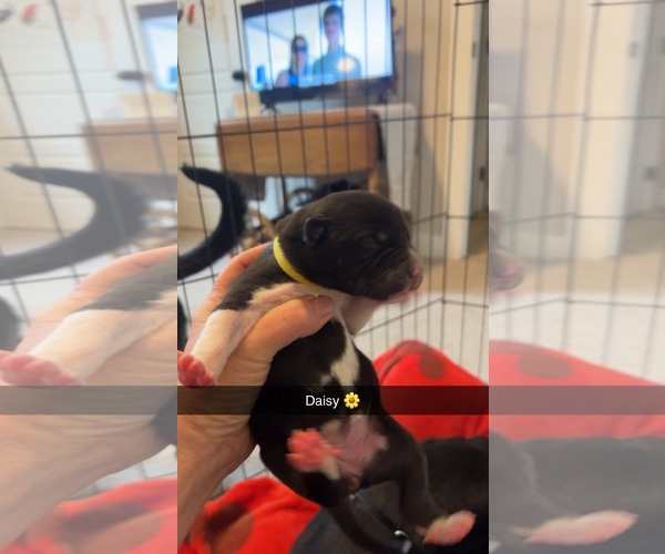 Medium Photo #2 American Pit Bull Terrier-Labrador Retriever Mix Puppy For Sale in Holly Springs, NC, USA