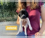 Puppy Jolene Pointer