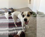 Small #7 Beagle Mix