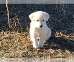 Small Photo #2 Great Pyrenees Puppy For Sale in TWIN FALLS, ID, USA