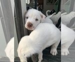 Puppy 4 English Bulldog-Great Pyrenees Mix