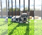 Small #13 French Bulldog